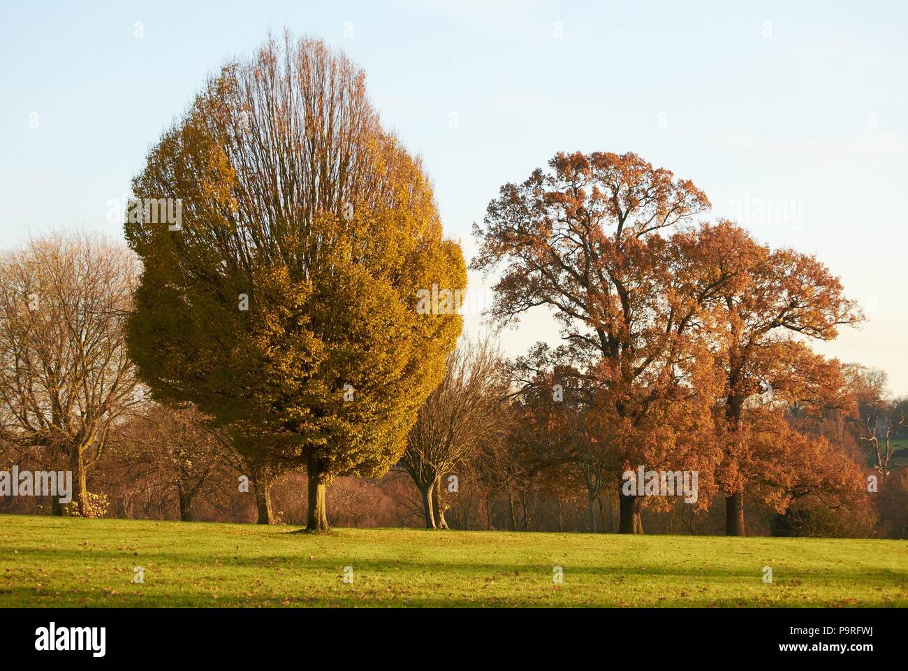 Paesaggi , Fiori e della fauna e flora selvatiche Foto Stock