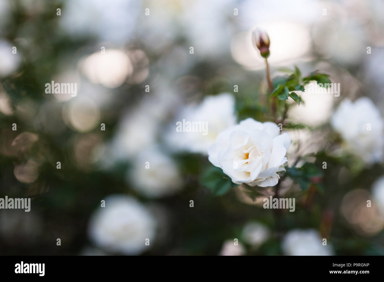 Rosa Bianca rosa spinosissima Foto Stock