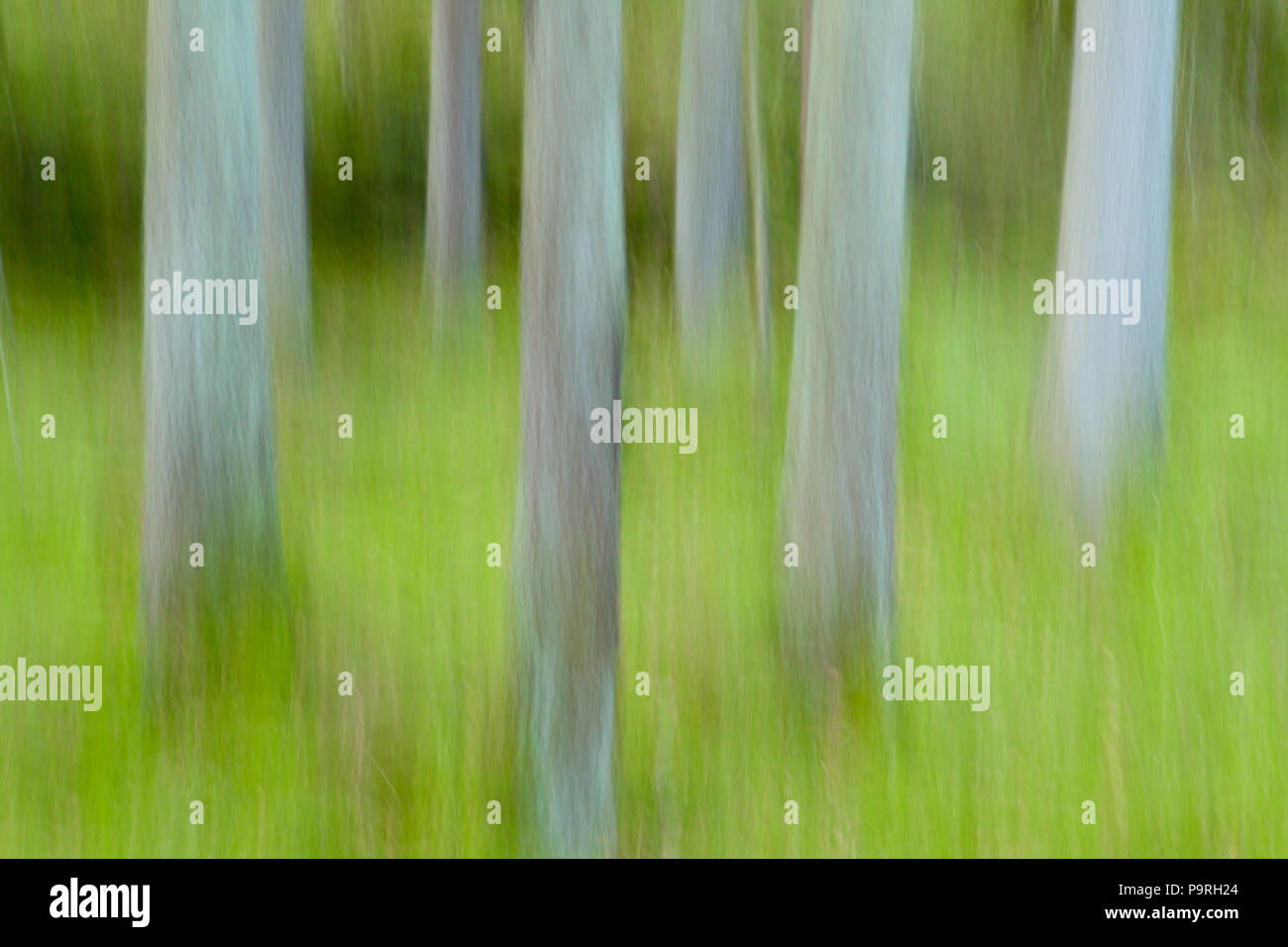 Astrazione di foreste di abete rosso vicino al lago Vansjø, Østfold, Norvegia. Foto Stock