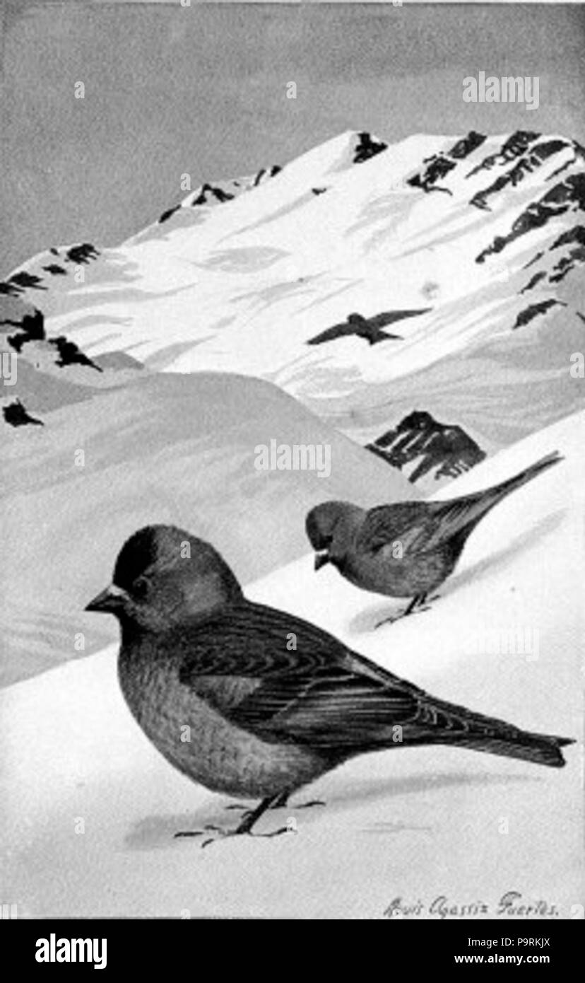 252 marrone Leucostictes tappato Foto Stock