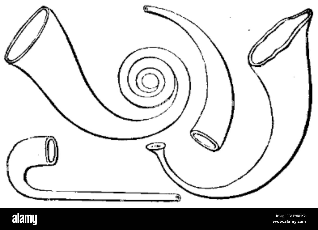 262 C+B-Music-Fig10-HornsAndCurvedTrumpets Foto Stock