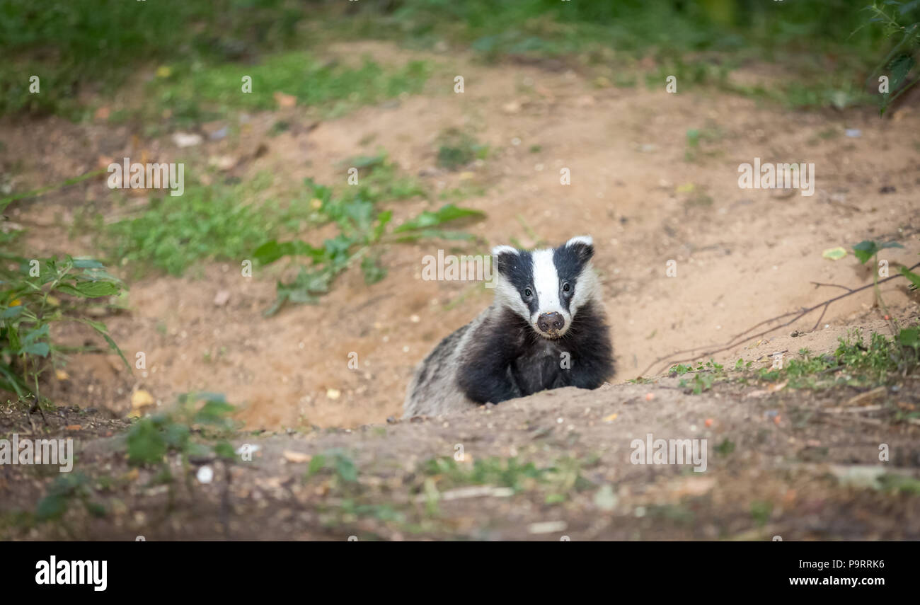 Badger cub. Wild, nativo, European badger cub, emergenti da badger sett. Rivolto in avanti. Badger cub è di 5 mesi di età. Nome scientifico: Meles meles Foto Stock