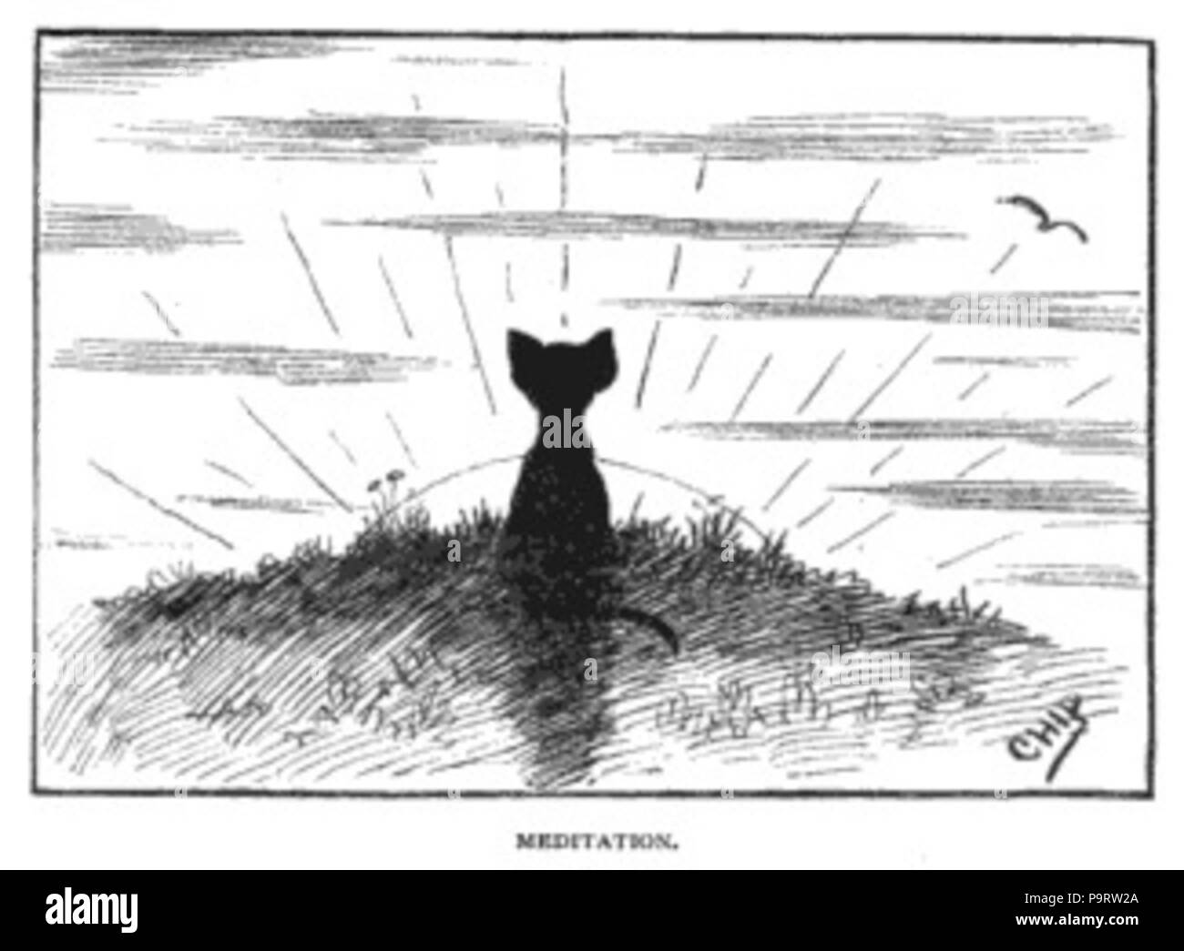 287 Cat e disegno di Sunrise Foto Stock