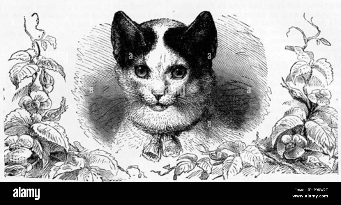 287 Cat ritratto Foto Stock