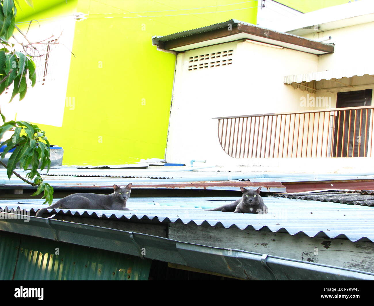 Due Thai grigio nero gatto sul tetto in locali del villaggio di Thailandia Foto Stock