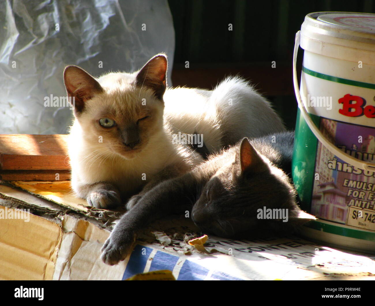 Due Thai grigio nero gatto con il gatto di casa nel villaggio locale Foto Stock