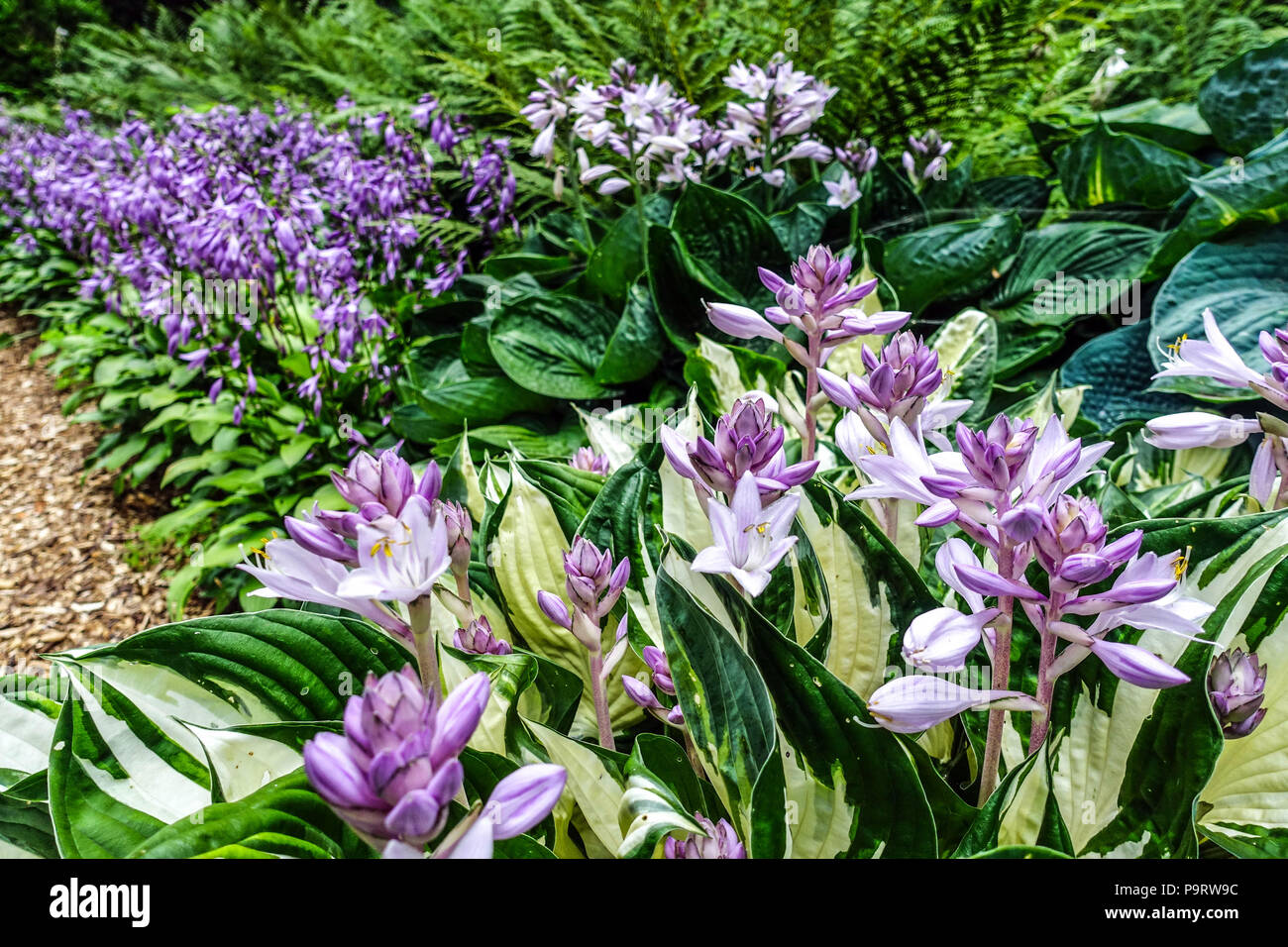 Fioritura Hostas giardino Hosta 'fuoco e ghiaccio', foglie variegate, bel bordo giardino, fiori viola Foto Stock