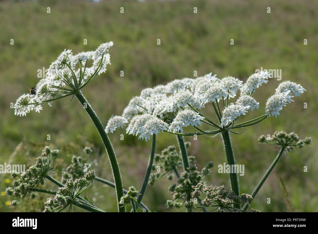 Hogweed, Heracleum sphondylium, impianti bianco umbels fioritura e boccioli di fiori recisi, Berkshire, Giugno Foto Stock