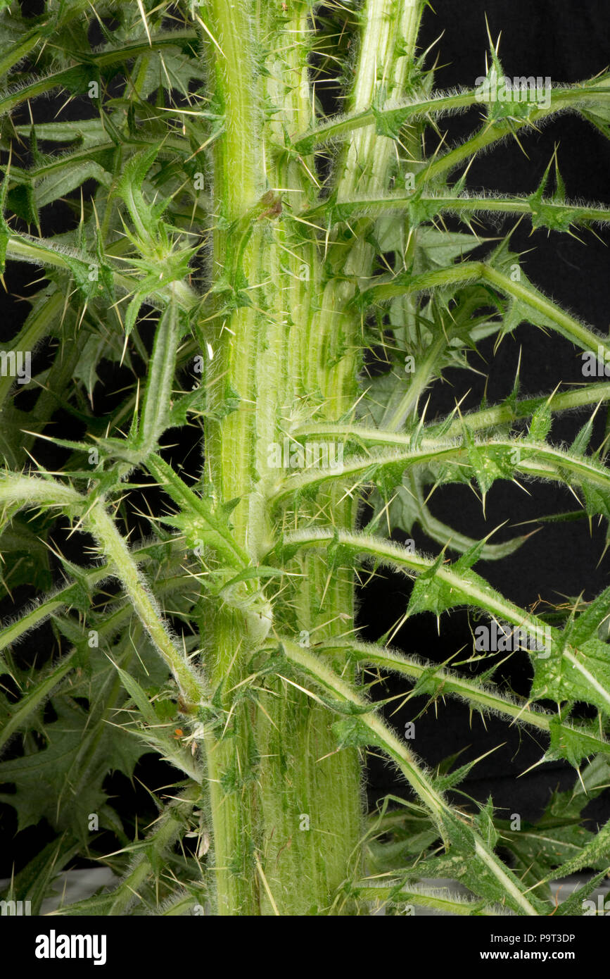 Stelo appiattire 'fasciation' su una lancia thistle, Cirsium vulgare, pianta flowering, Berkshire, Giugno Foto Stock