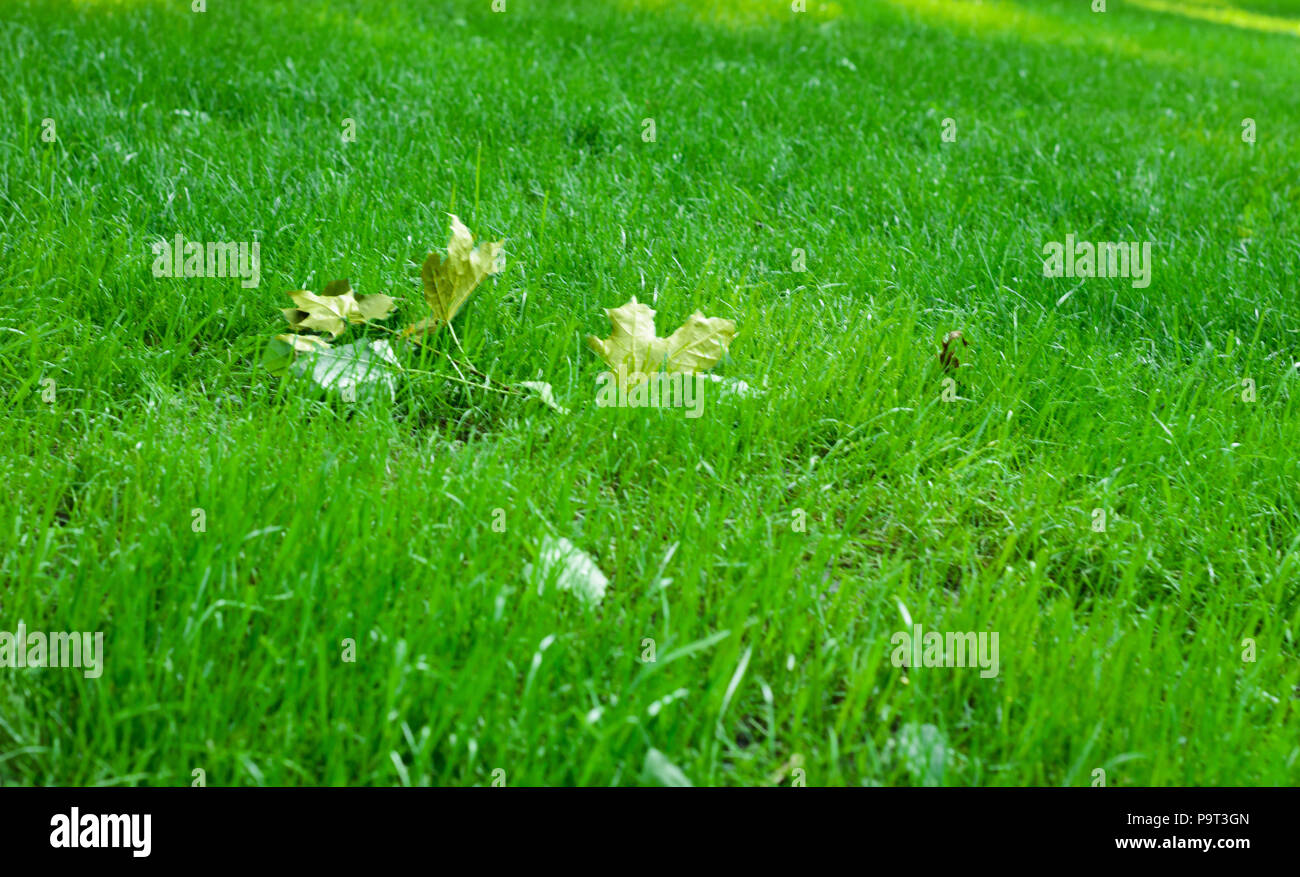 Foglie di giallo su un prato verde Foto Stock