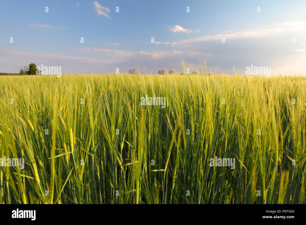 Campo di grano - orzo Foto Stock