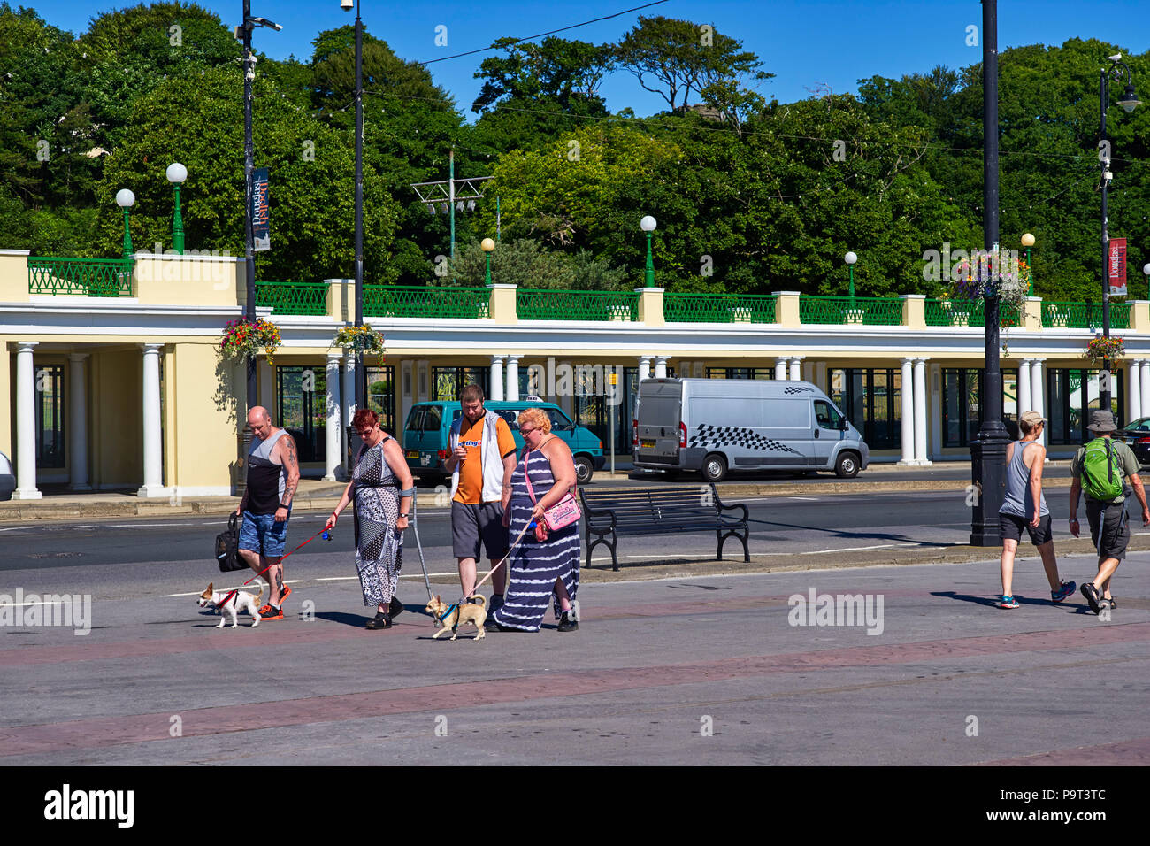 I cani di piccola taglia essendo camminava lungo la prom in Douglas, Isola di Man Foto Stock