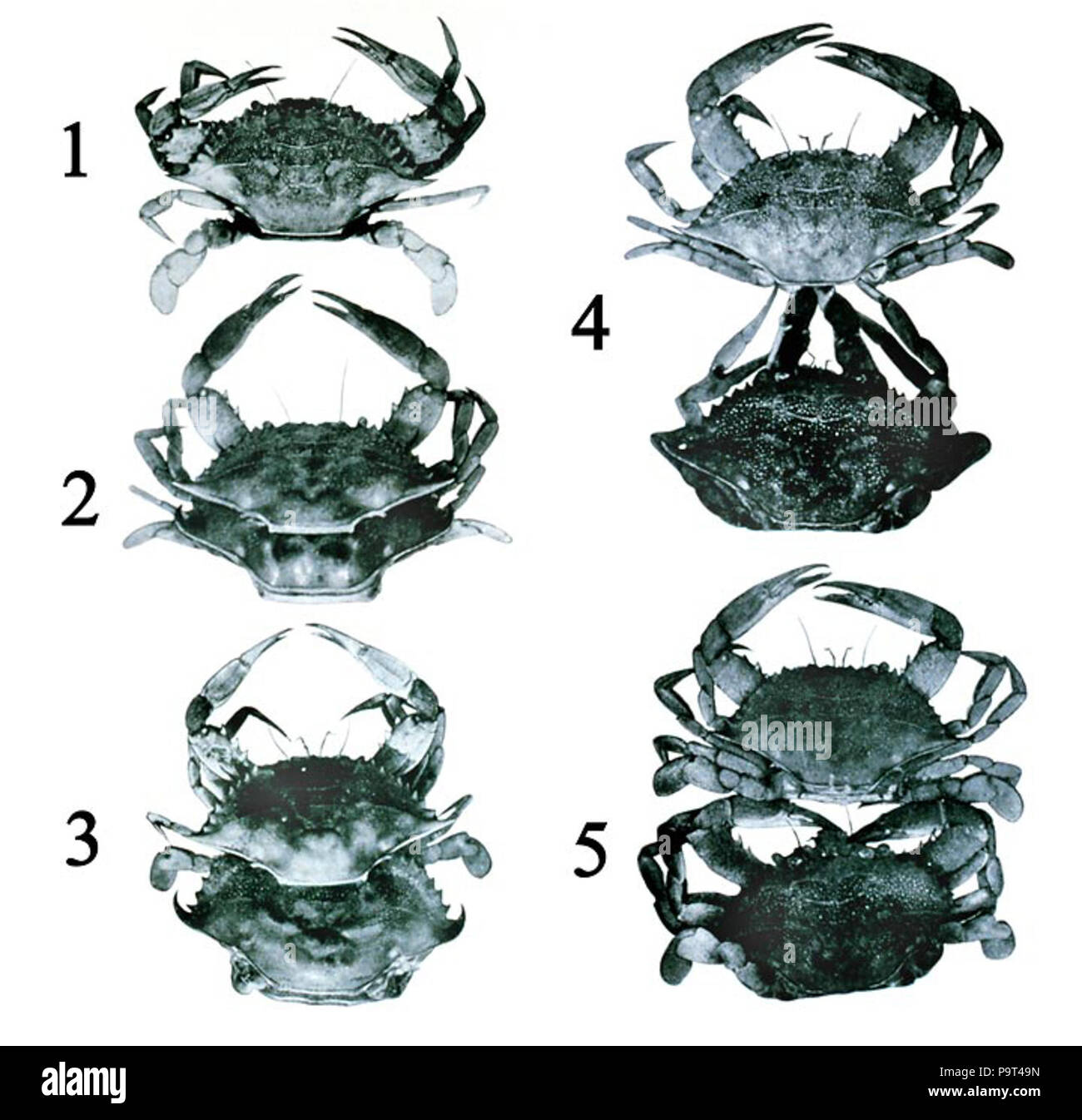 268 Callinectes sapidus Foto Stock