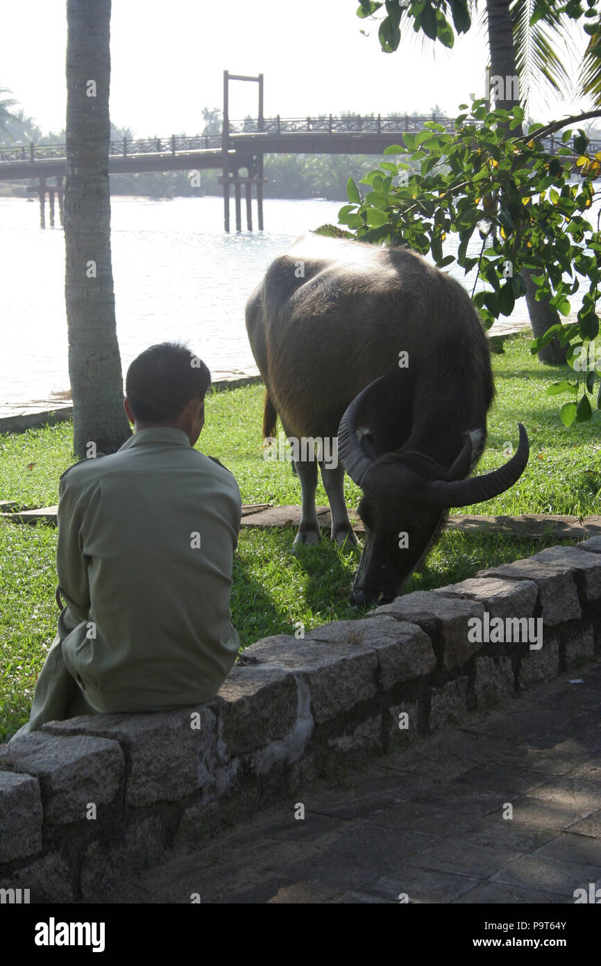 Uomo con un bufalo indiano di acqua dal fiume vicino a Hoi An, Vietnam Foto Stock