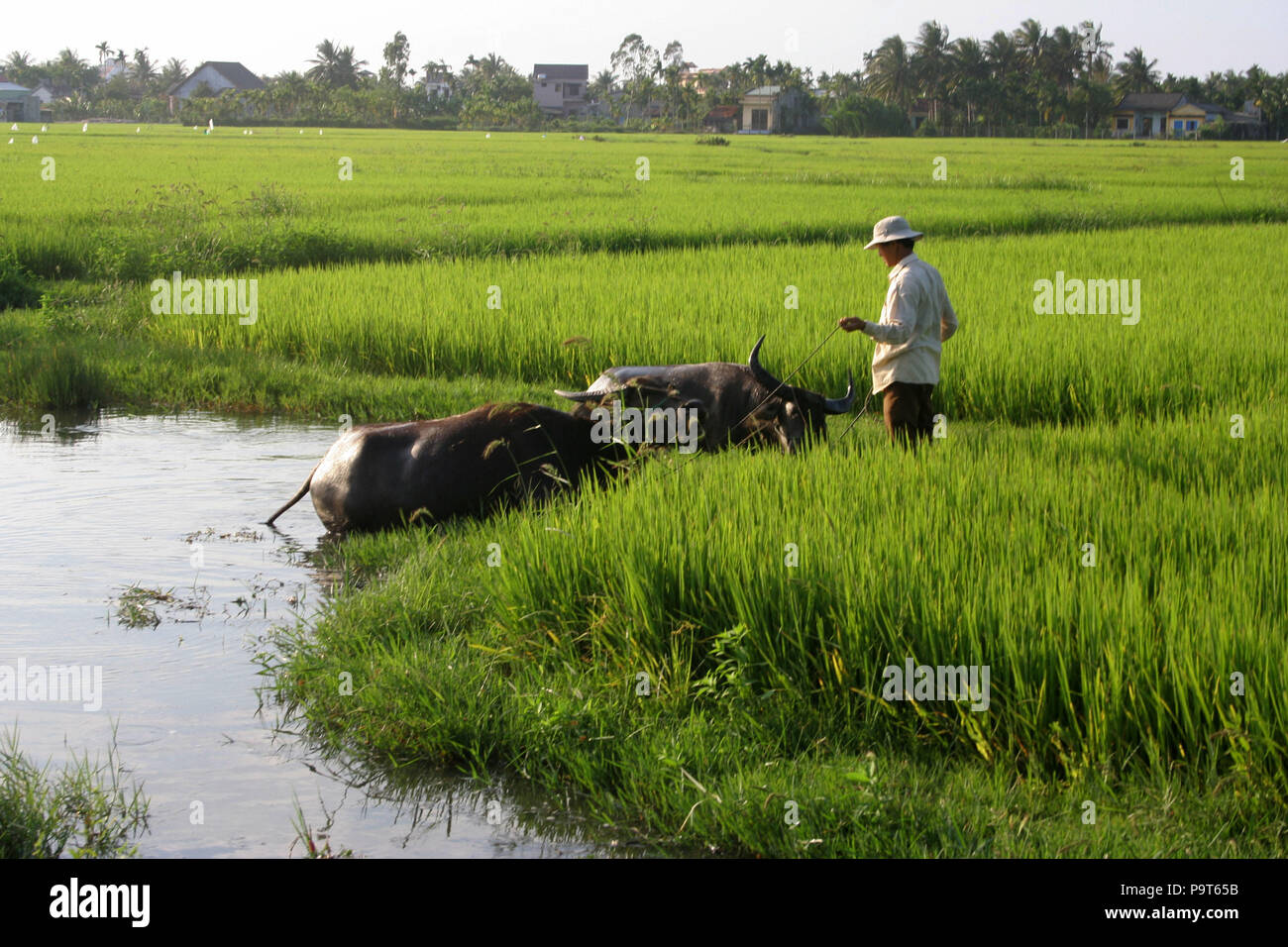 Uomo con il bufalo d'acqua in campo verde, Vietnam Foto Stock