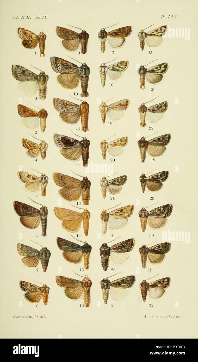 288 Catalogo dei lepidotteri Phalaenae nel British museum. Piastra LXI Foto Stock