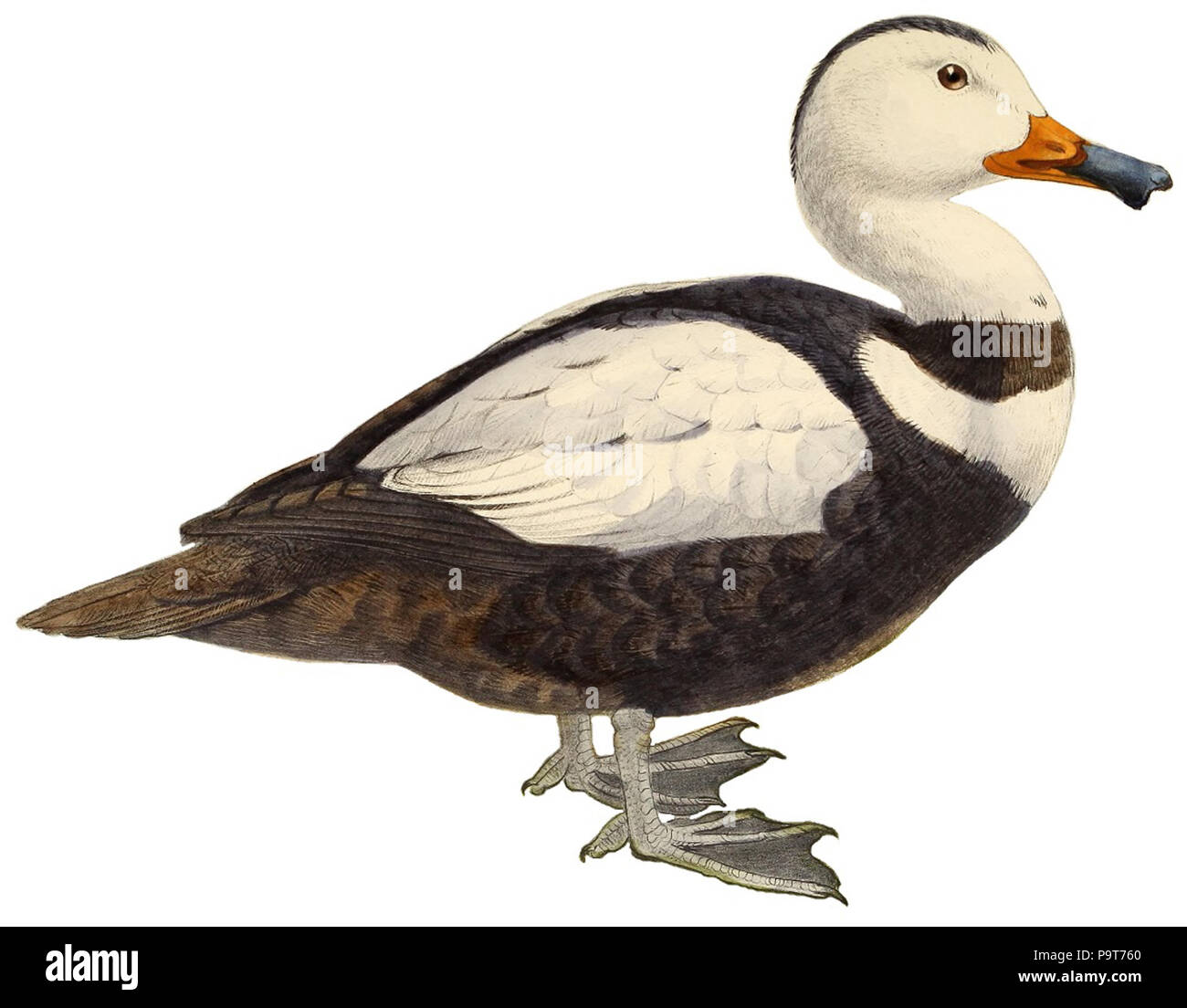 292 Centenaire de la fondation du Muséum d' histoire Naturelle 10 juin 1793 - 10 juin 1893 - volume commémoratif (1893) (sfondo bianco) Foto Stock