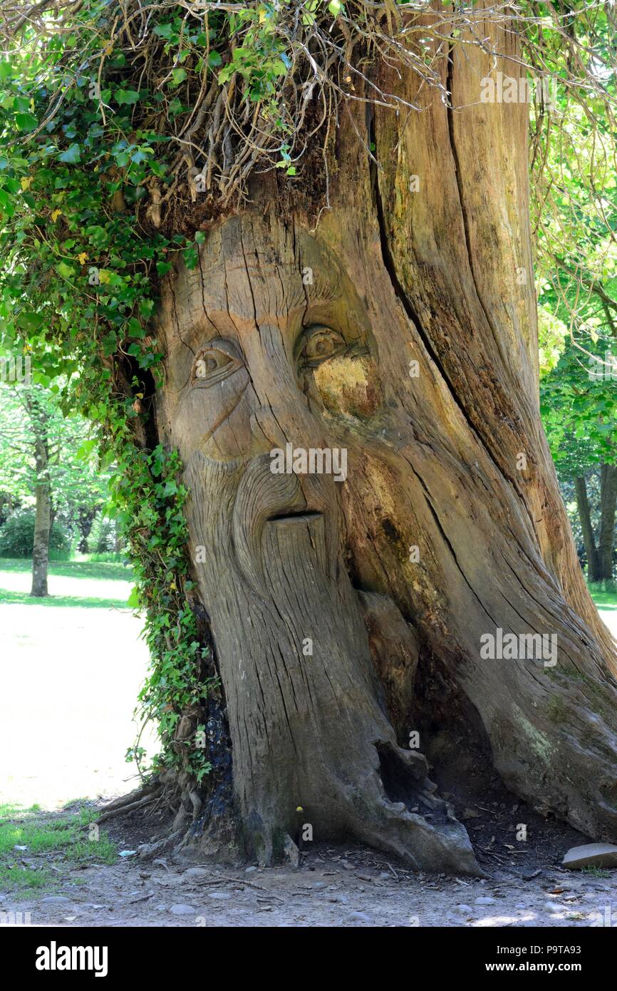 Volto scolpito nell'albero immagini e fotografie stock ad alta risoluzione  - Alamy