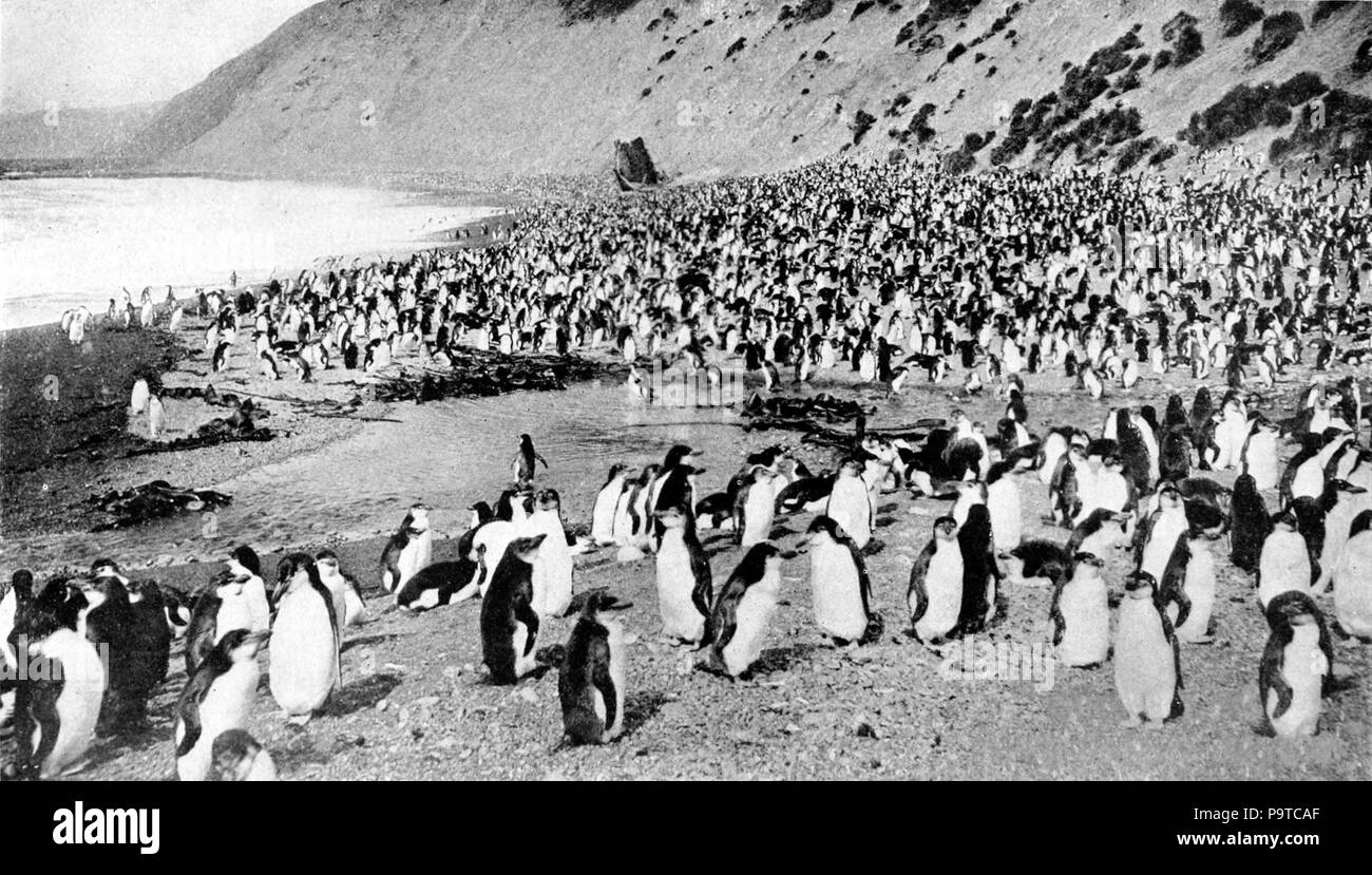 335 Collier's 1921 Penguin - spiaggia Antartico Foto Stock