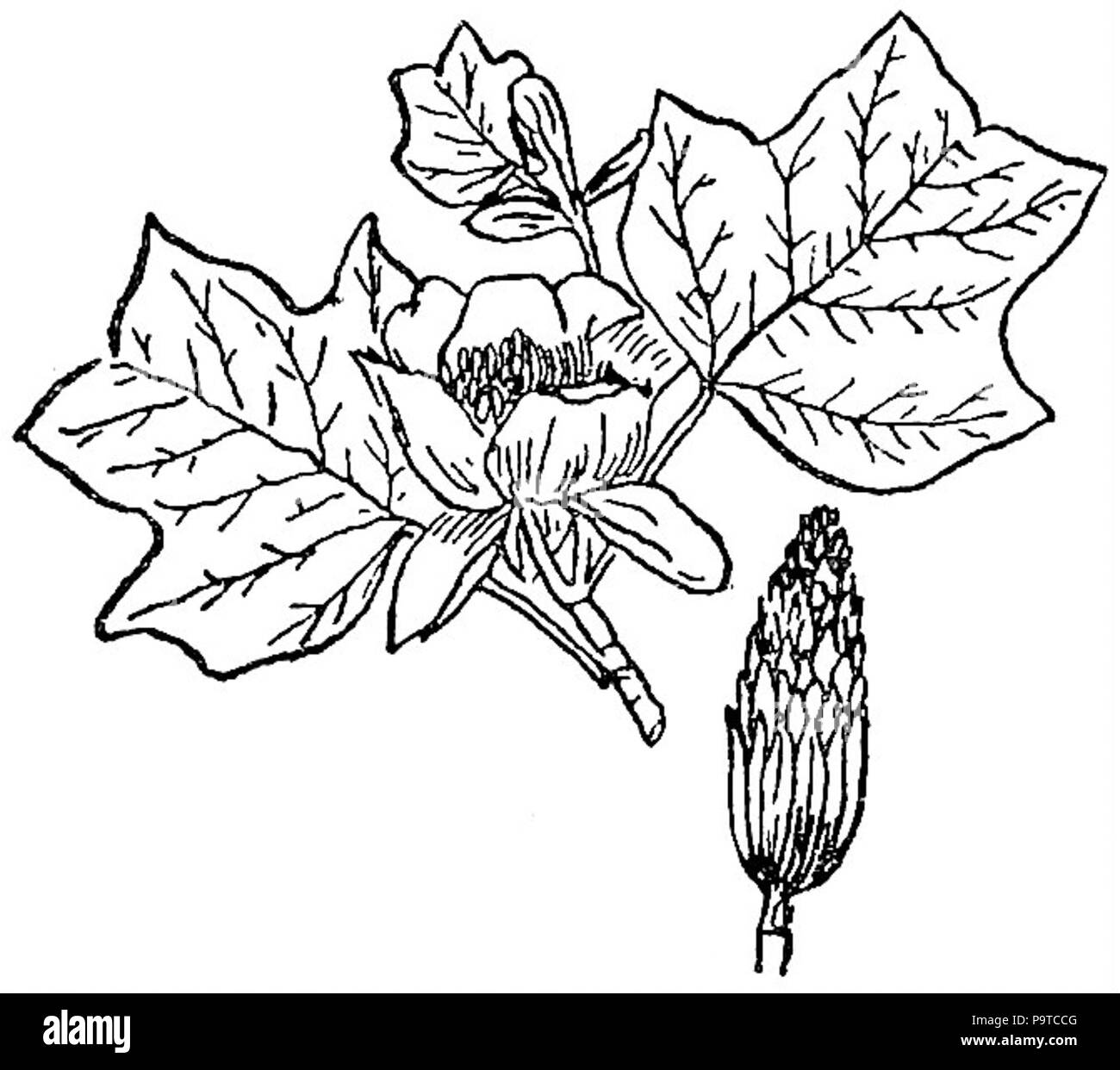 335 Collier's 1921 Tulip Tree Foto Stock