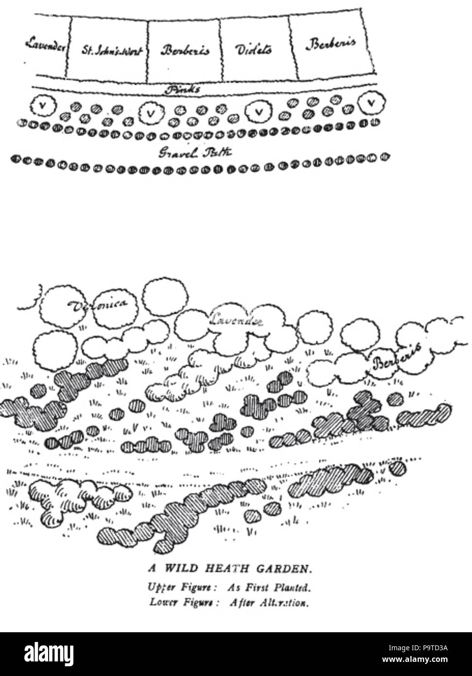 337 Colore nel giardino fiorito125 Foto Stock