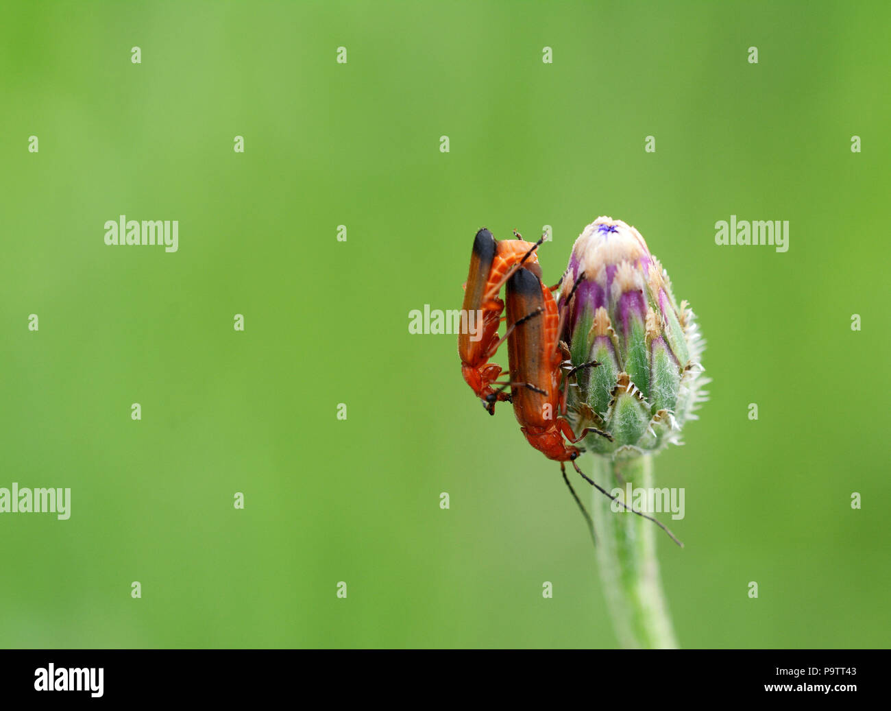 Macro di due rosso soldato comune coleotteri coniugata sul lato di un fiore di fiordaliso bud Foto Stock