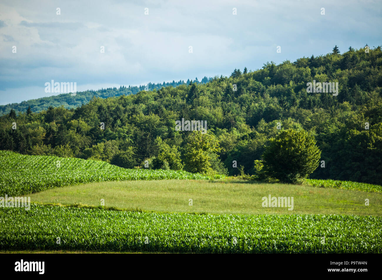 La Slovenia, Europa: natura, paesaggio e energia verde, il verde dei prati, alberi e terreni coltivati nella campagna slovena Foto Stock