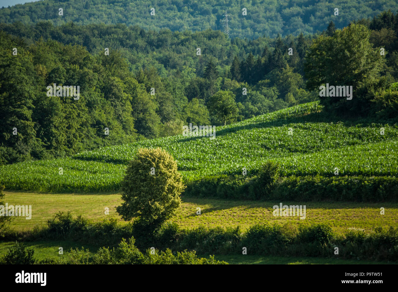La Slovenia, Europa: natura, paesaggio e energia verde, il verde dei prati, alberi e terreni coltivati nella campagna slovena Foto Stock