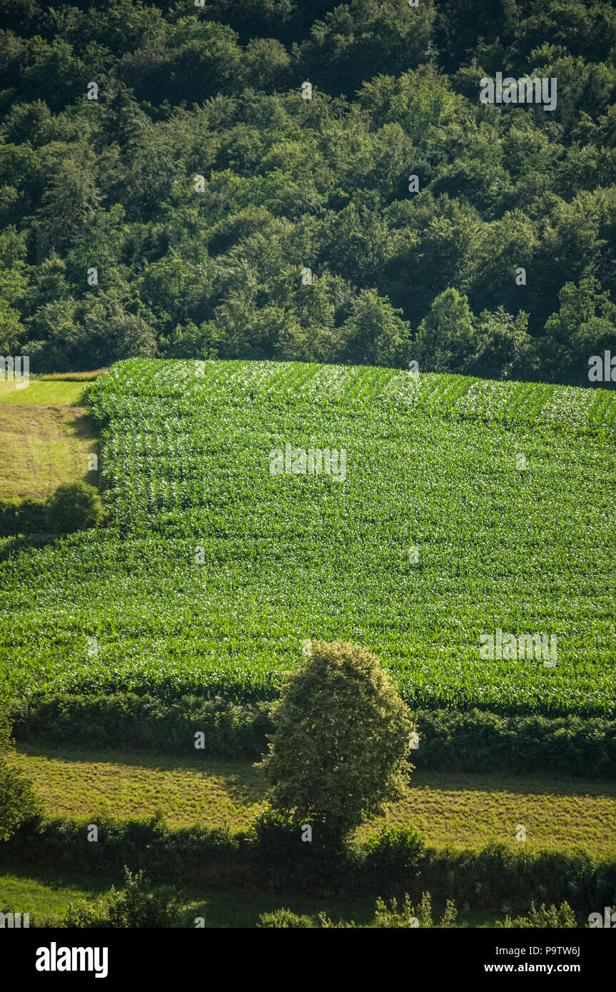 La Slovenia, Europa: natura, paesaggio e energia verde, il verde dei prati, alberi e terreni coltivati nella campagna slovena Foto Stock