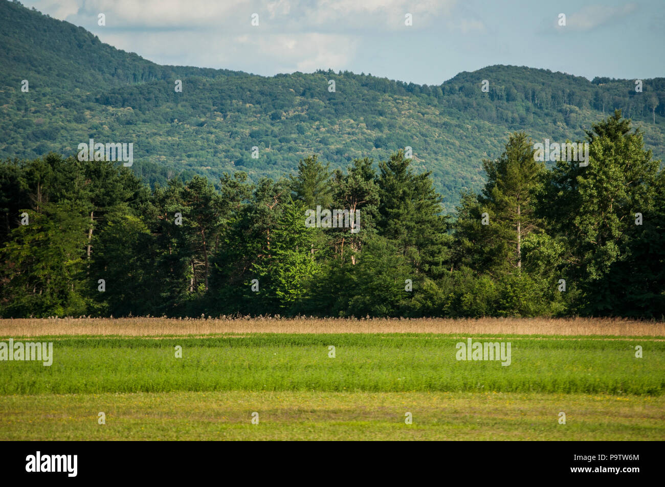 La Slovenia, Europa: natura, paesaggio e energia verde, il verde dei prati, alberi e terreni coltivati nella campagna slovena Foto Stock