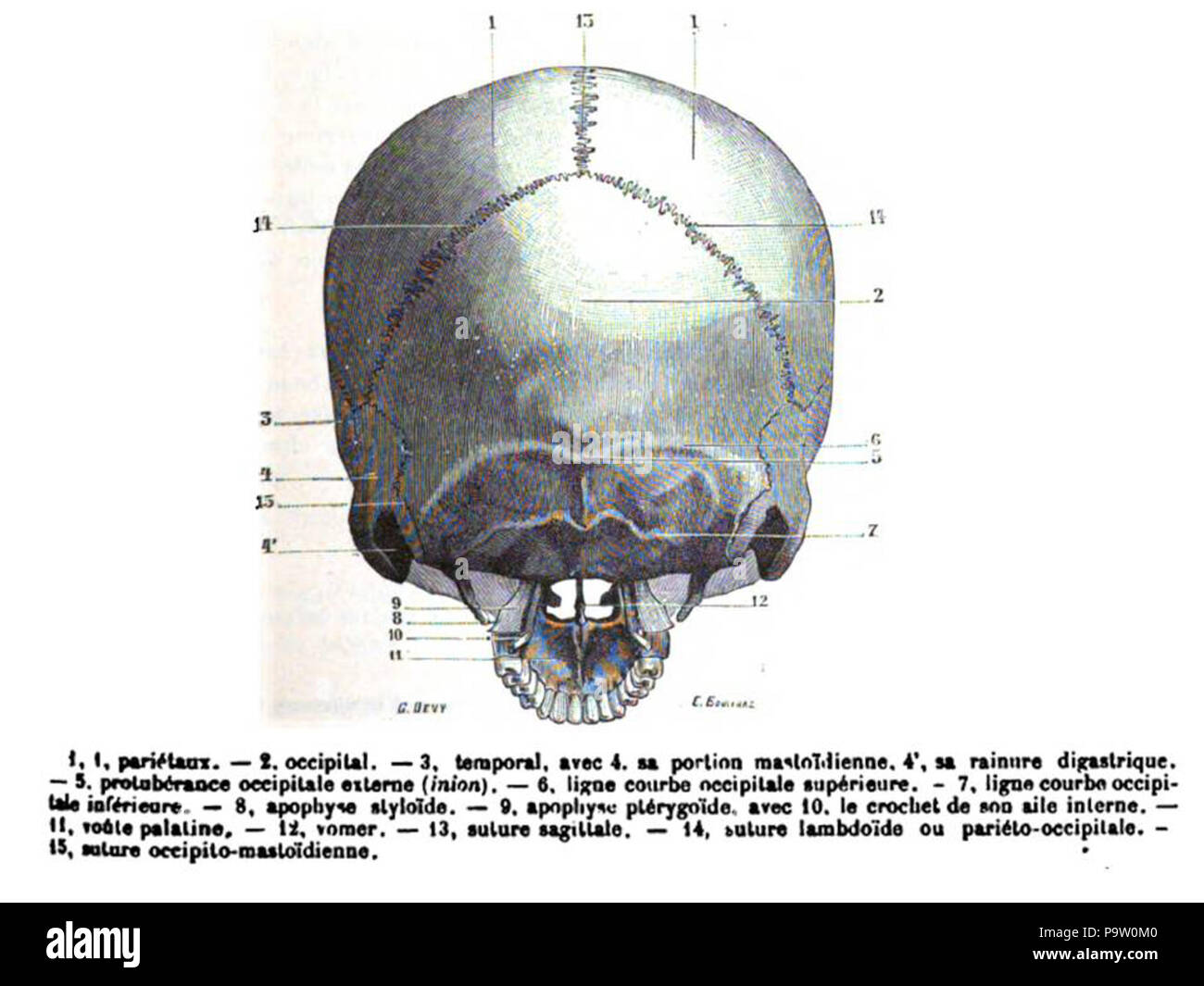 356 cranio. La norma posteriore Foto Stock