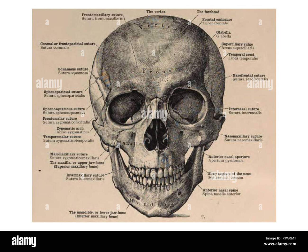 356 cranio. La sutura dello splancnocranio Foto Stock