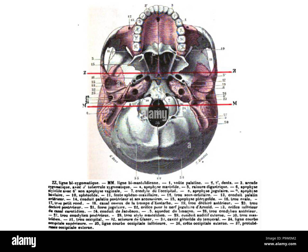 356 cranio. La zona della norma inferiore. Foto Stock