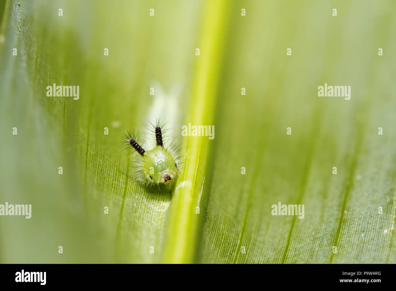 Carino il verde bruco su foglia verde sullo sfondo Foto Stock