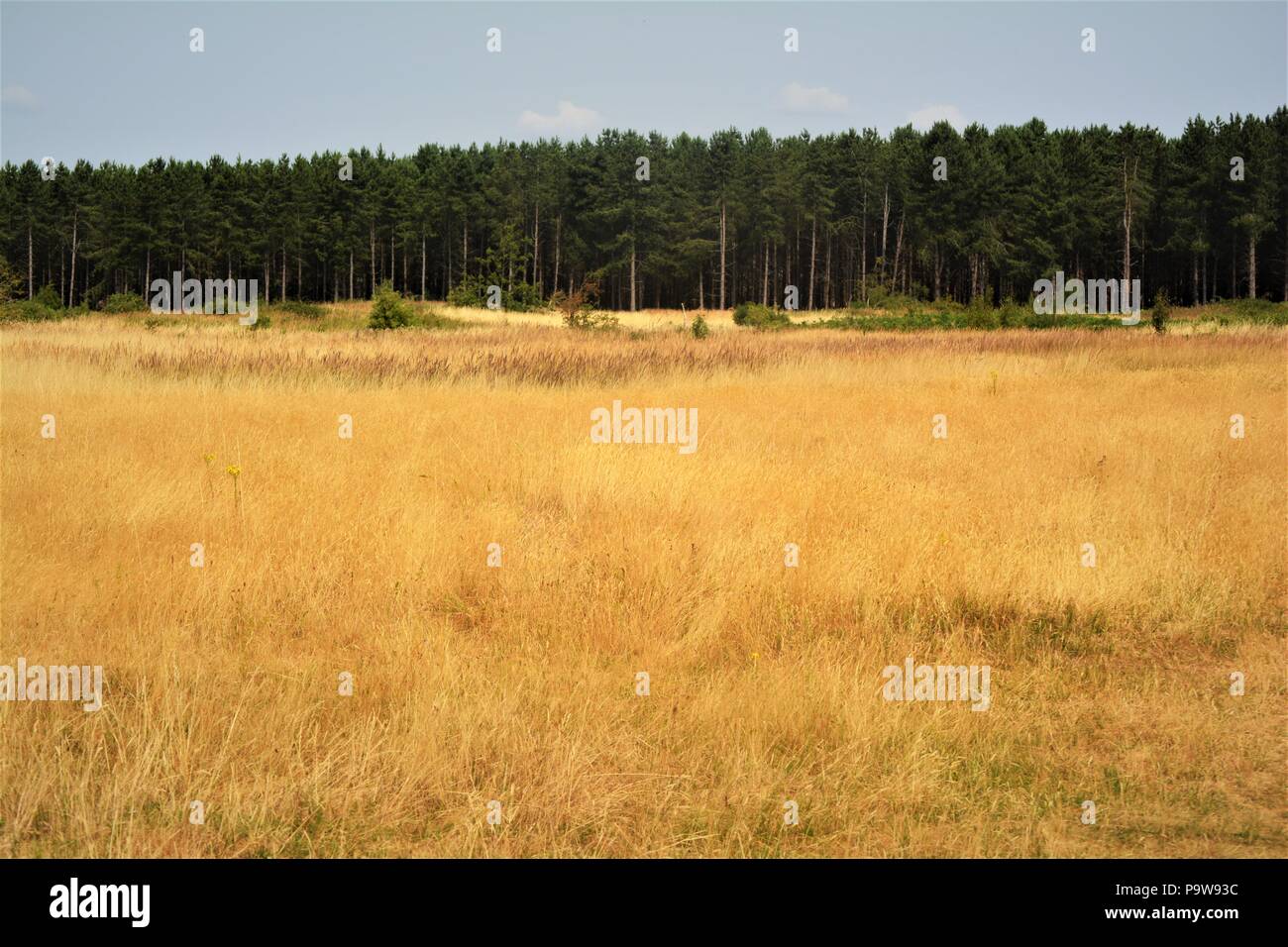 Arida erba gialla bosco in inglese calda estate 201i Foto Stock
