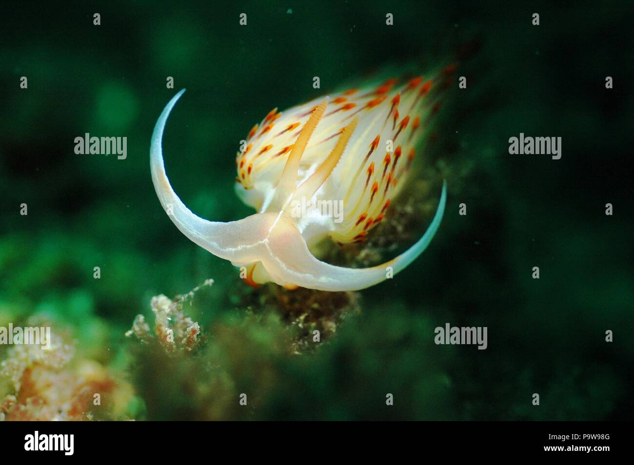 Un coniglio di mare Foto Stock