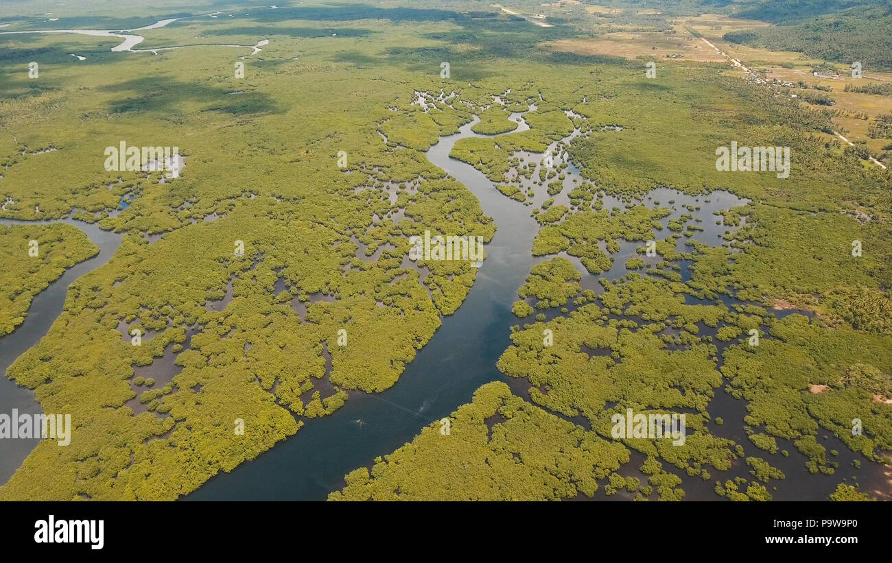 Vista aerea della foresta di mangrovie e il fiume sulla Siargao island. Giungle di mangrovie, alberi, river. Paesaggio di mangrovie. Filippine. Foto Stock