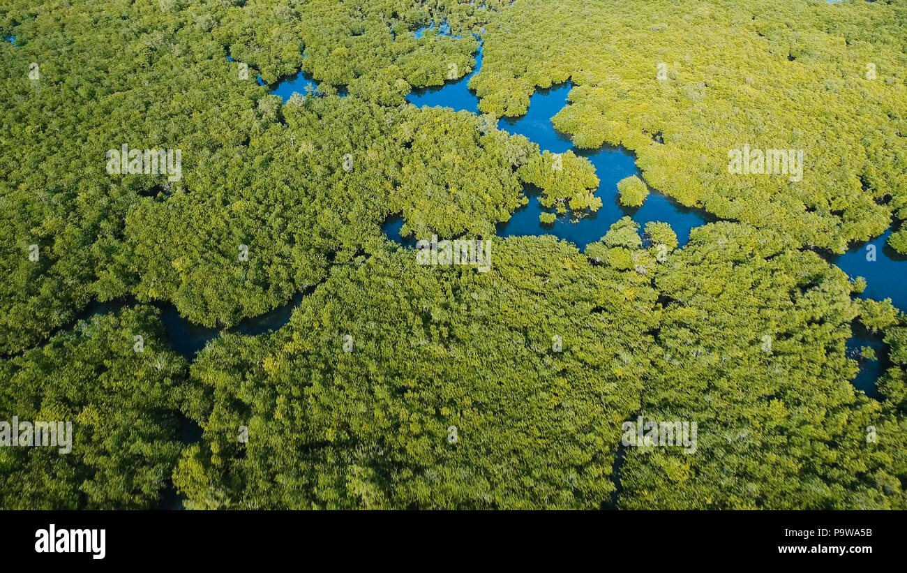 Vista aerea della foresta di mangrovie e il fiume sulla Siargao island. Giungle di mangrovie, alberi, river. Paesaggio di mangrovie. Filippine. Foto Stock