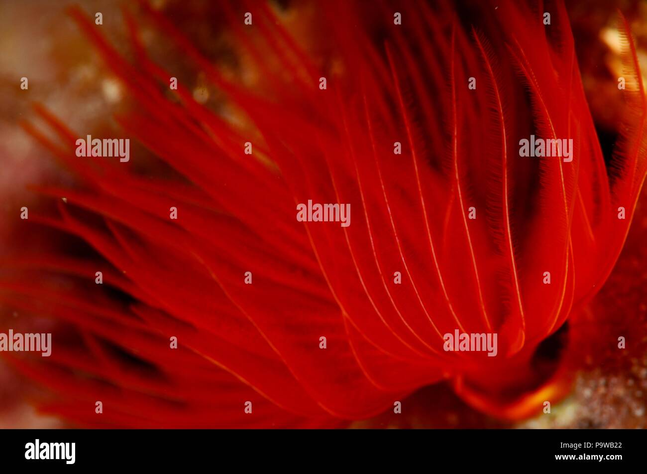 Un bellissimo colore rossastro worm di setole Foto Stock