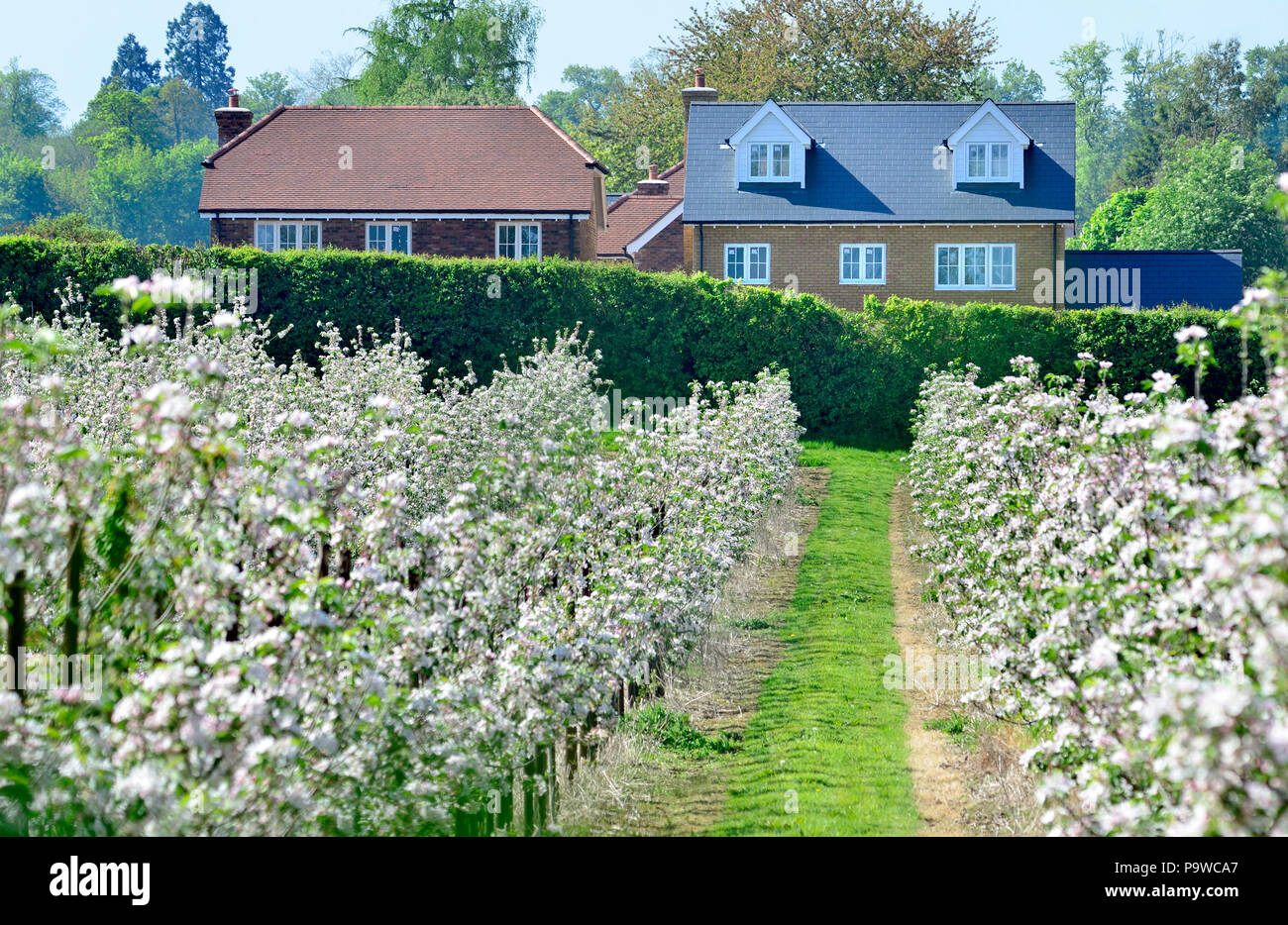 San Donato Monchelsea village, Kent, Inghilterra. Case che si affacciano su un frutteto Foto Stock