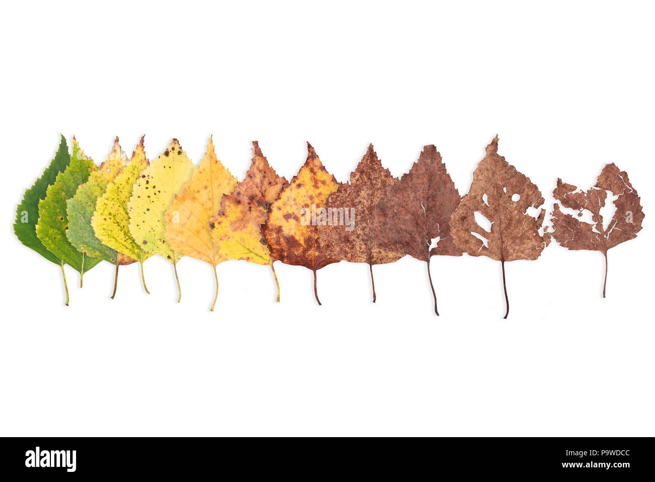 Concetto di autunno, età cambiamenti di foglie, stadi di invecchiamento, dalla nascita alla morte, essiccazione, il tempo vola Foto Stock