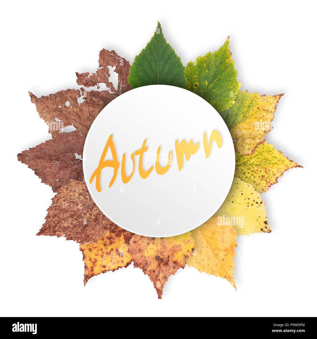 Concetto di autunno, età cambiamenti di foglie, stadi di invecchiamento, dalla nascita alla morte, essiccazione, il tempo vola Foto Stock