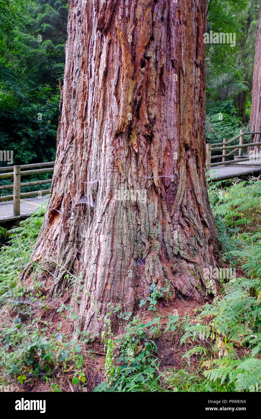 Center Parcs La Foresta di Longleat Warminster - Giant Redwoods Sequoiadendron giganteum che furono piantati nel 1850 dal marchese di Bath Foto Stock