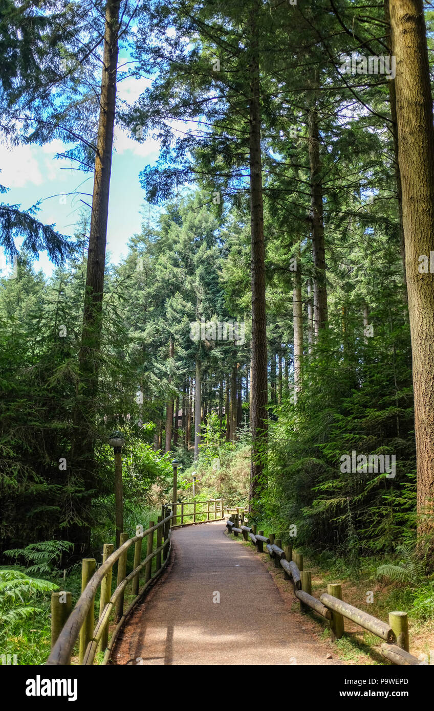 Center Parcs La Foresta di Longleat - le foreste di pino Foto Stock