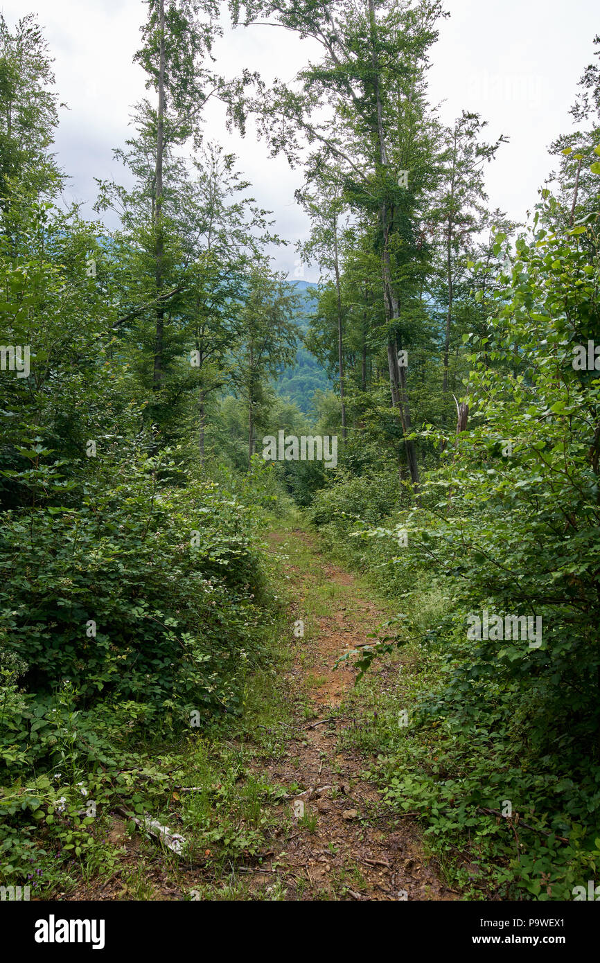 Sentiero (sentiero) in un bosco di faggi e pini Foto Stock
