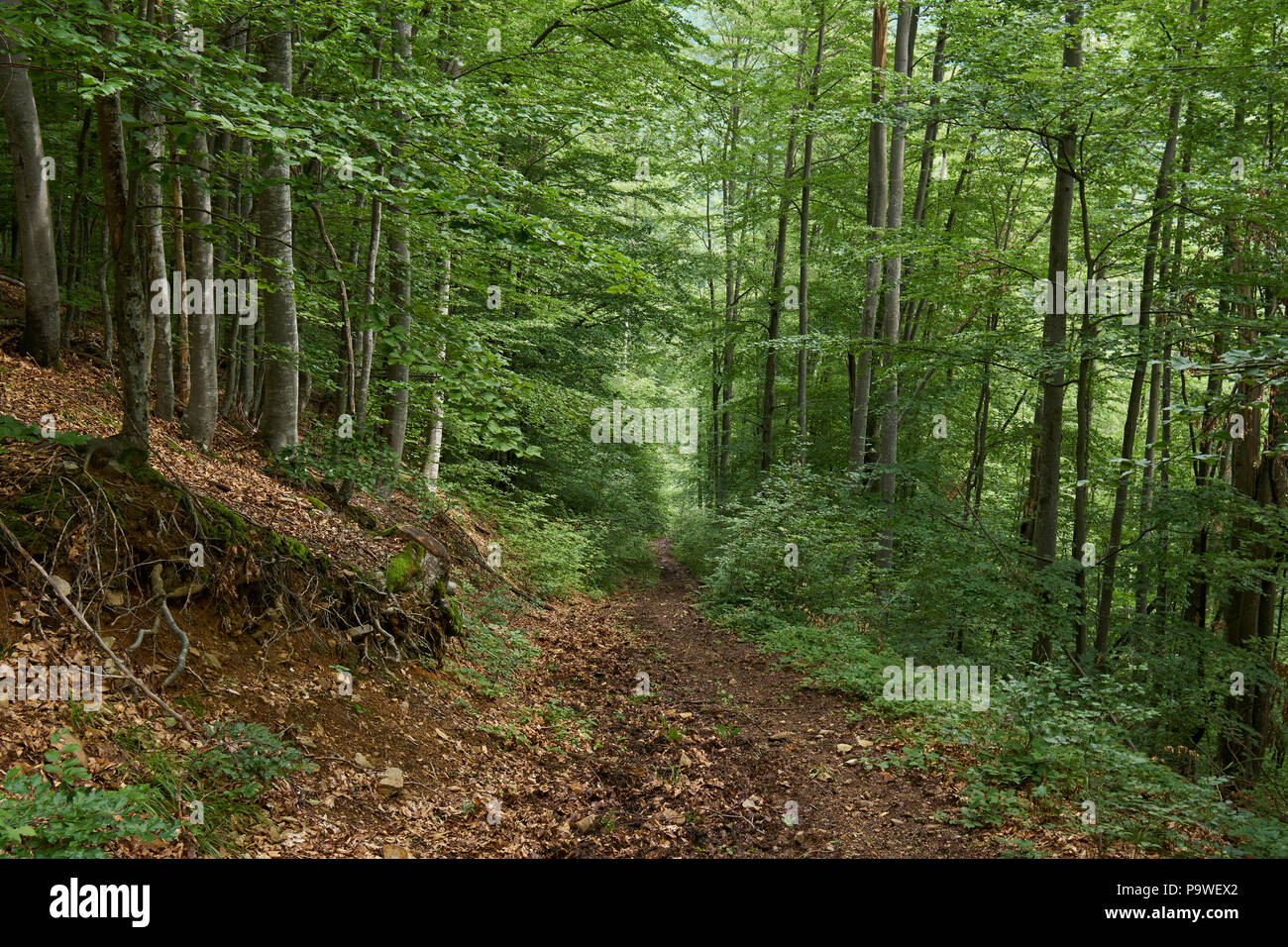 Sentiero (sentiero) in un bosco di faggi e pini Foto Stock