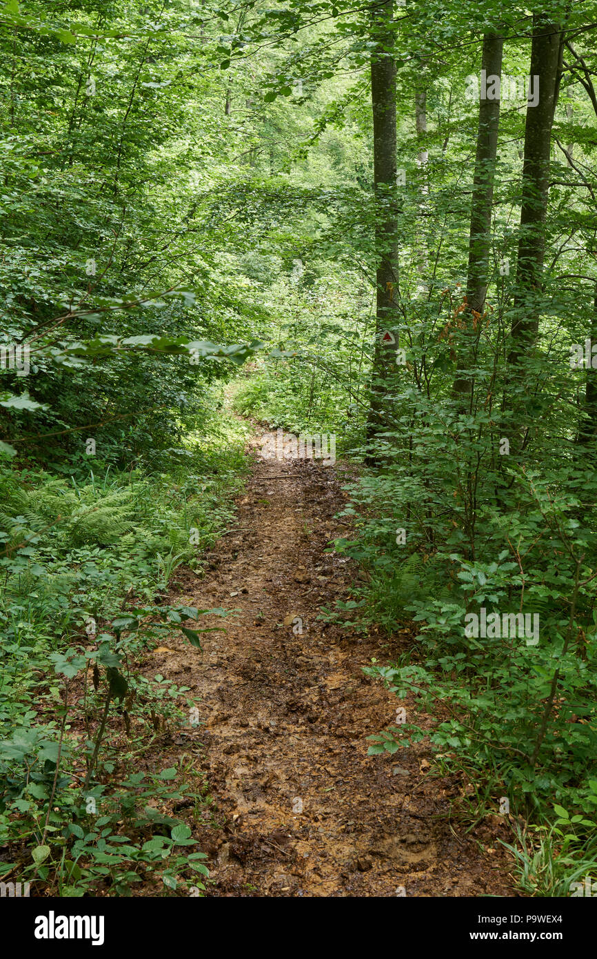 Sentiero (sentiero) in un bosco di faggi e pini Foto Stock