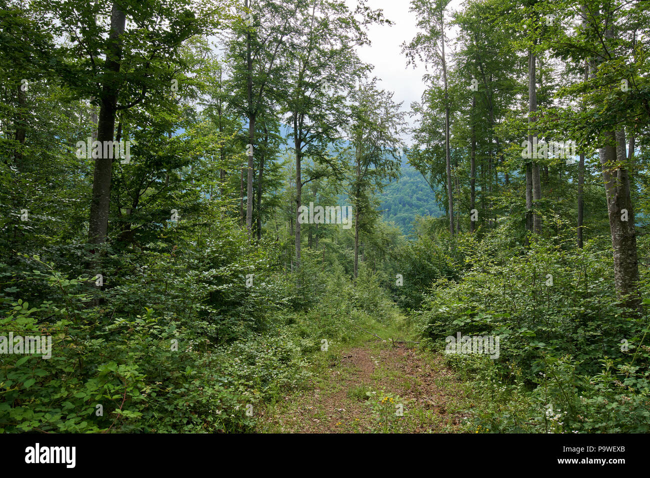 Sentiero (sentiero) in un bosco di faggi e pini Foto Stock