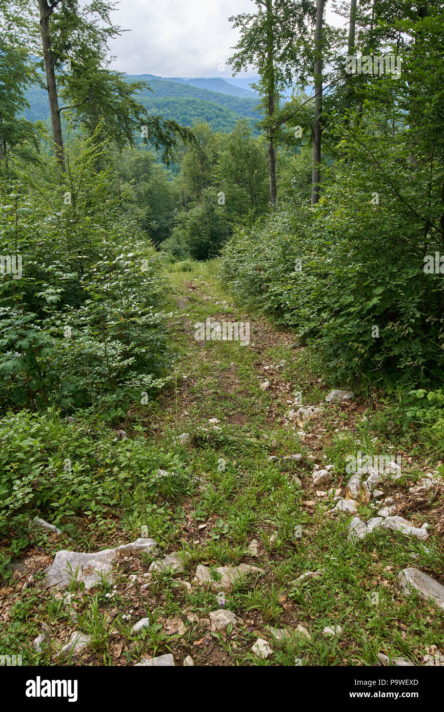 Sentiero (sentiero) in un bosco di faggi e pini Foto Stock
