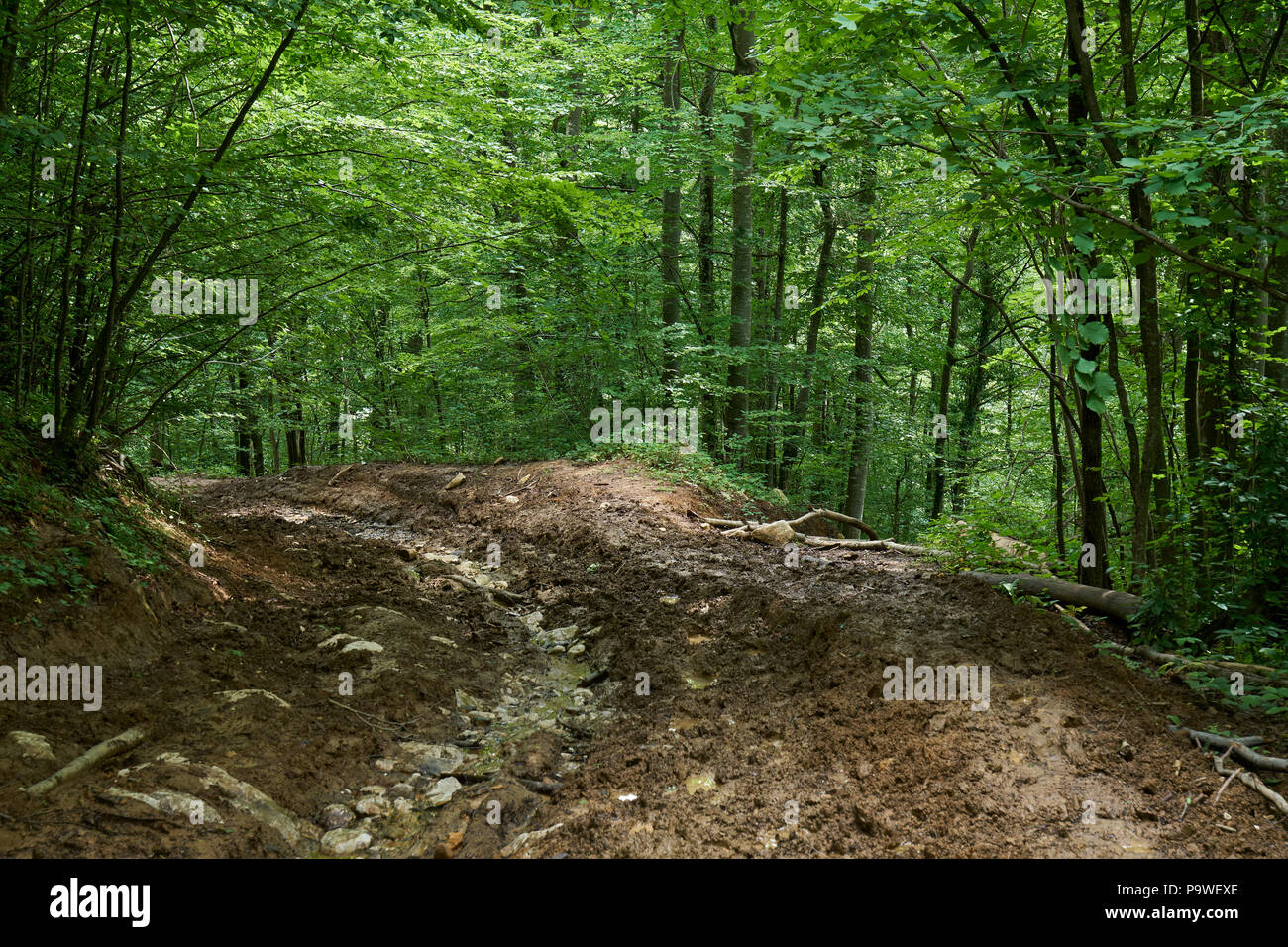 Sentiero (sentiero) in un bosco di faggi e pini Foto Stock